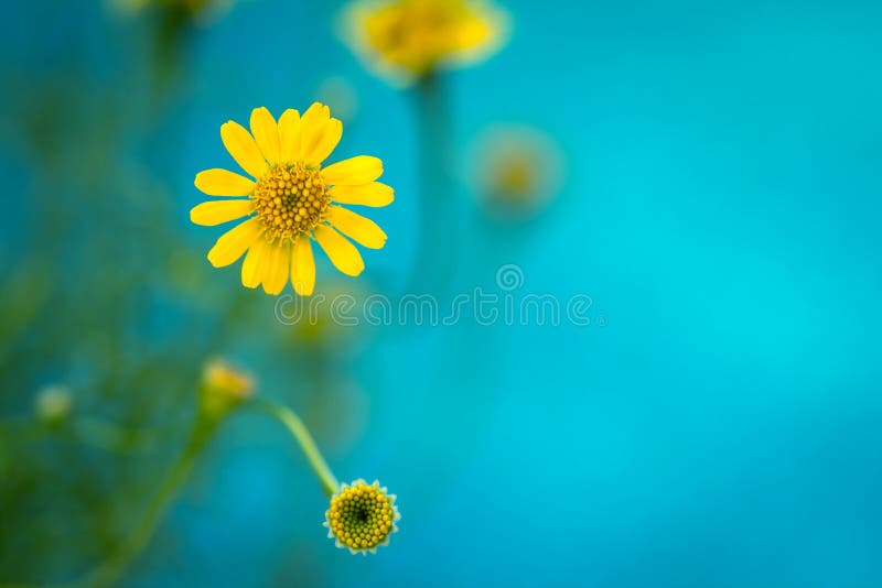 Small Pretty Yellow Daisy on Blue Background Stock Photo - Image of ...