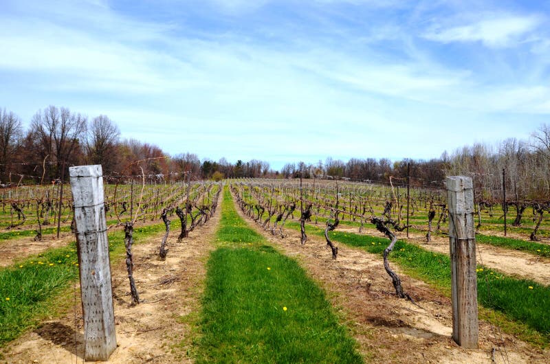 Small private vineyard stock photo. Image of outside 40653070