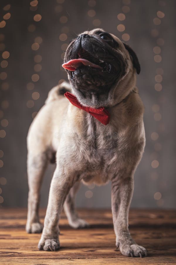 Pug Standing Up stock photo. Image of white, studio, loveable - 4405596