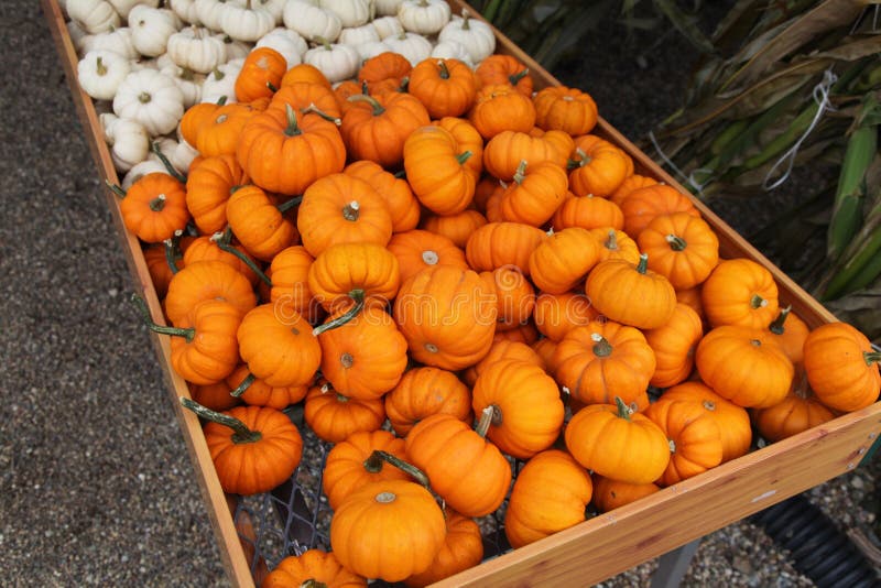 Small pumpkins or gourds stock photo. Image of fall, autumn 11159250