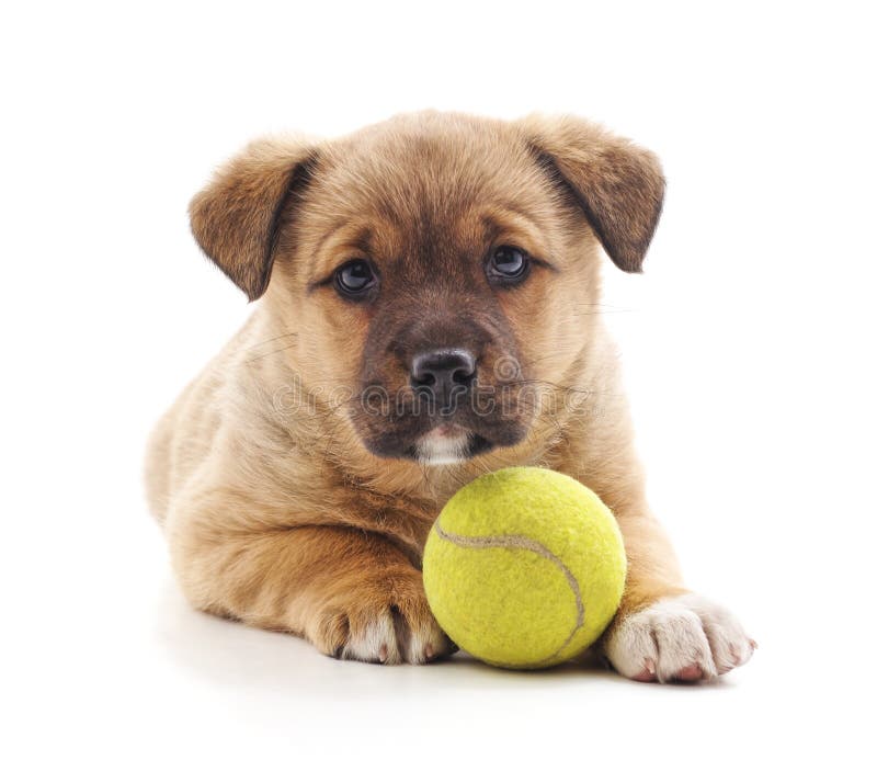 Puppy with tennis ball. stock image. Image of cute, background 61853837