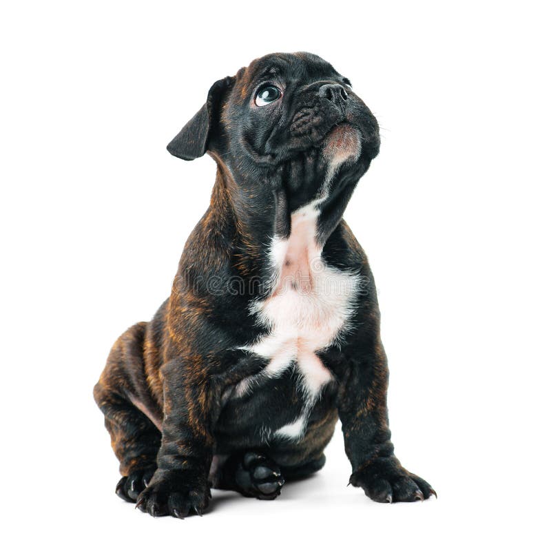A small puppy of a French bulldog of a tiger suit looks sadly at the top on a white isolated background.