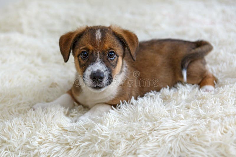 Small puppy on fur blanket