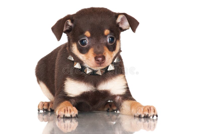 e collar leash training