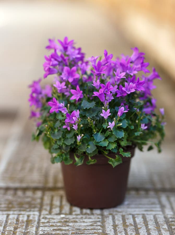 Small Purple Campanula Flowers Planted in Brown Pot on Stone Stairs ...
