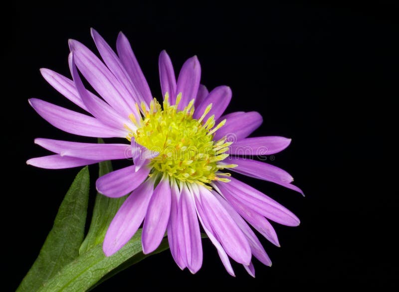 Small Purple Flower