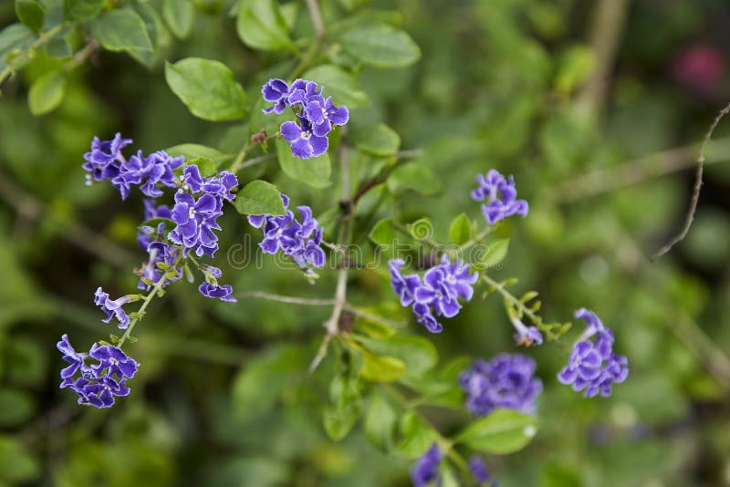 Small Purple Flowers with Bright Green Leaves Stock Photo - Image of ...