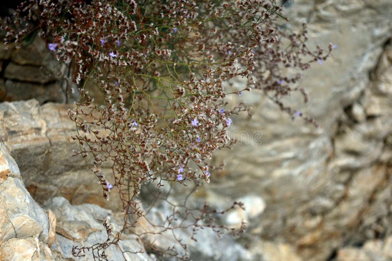 Small Purple Flowers on a Rocky Ground Surface. Beautiful Background