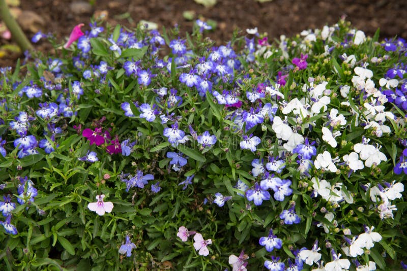 Small Purple and White Flower Stock Photo Image of floral, petal