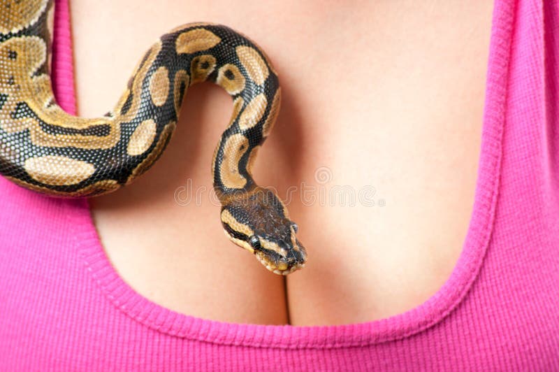 Small python and breasts