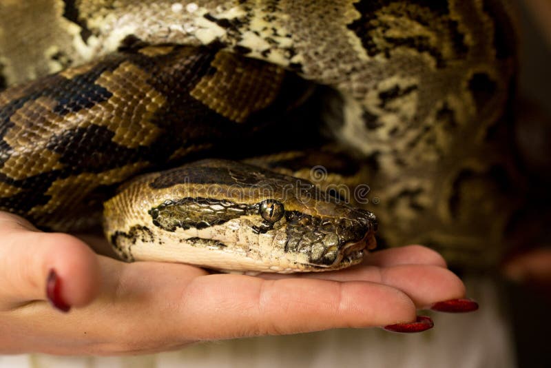 Small python hi-res stock photography and images - Alamy