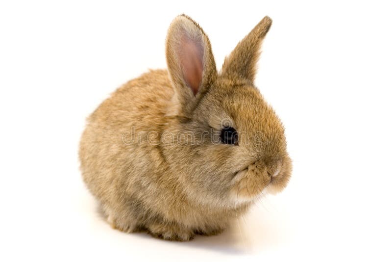 Small rabbit