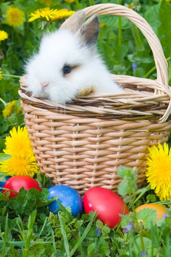 The small rabbit and easter eggs in a grass