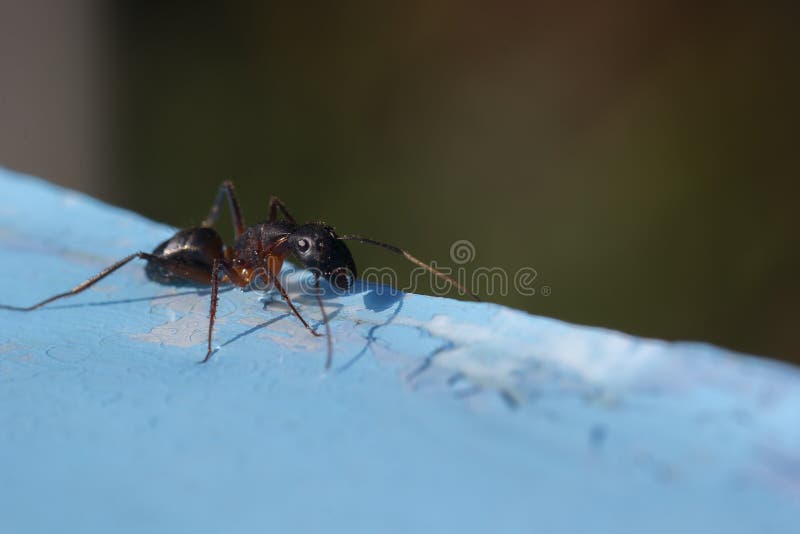 Small red ants, pharaoh ants, Monomorium pharaonis, foraging along a path and moving food together.