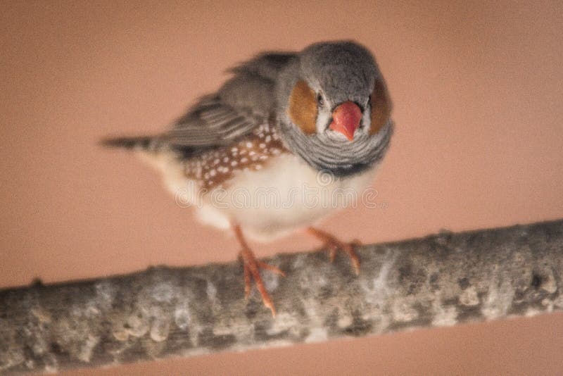 Manga Pour Un Petit Passereau D'afrique Tropicale Small Red-beaked Passerine Bird Stock Photo - Image of forest