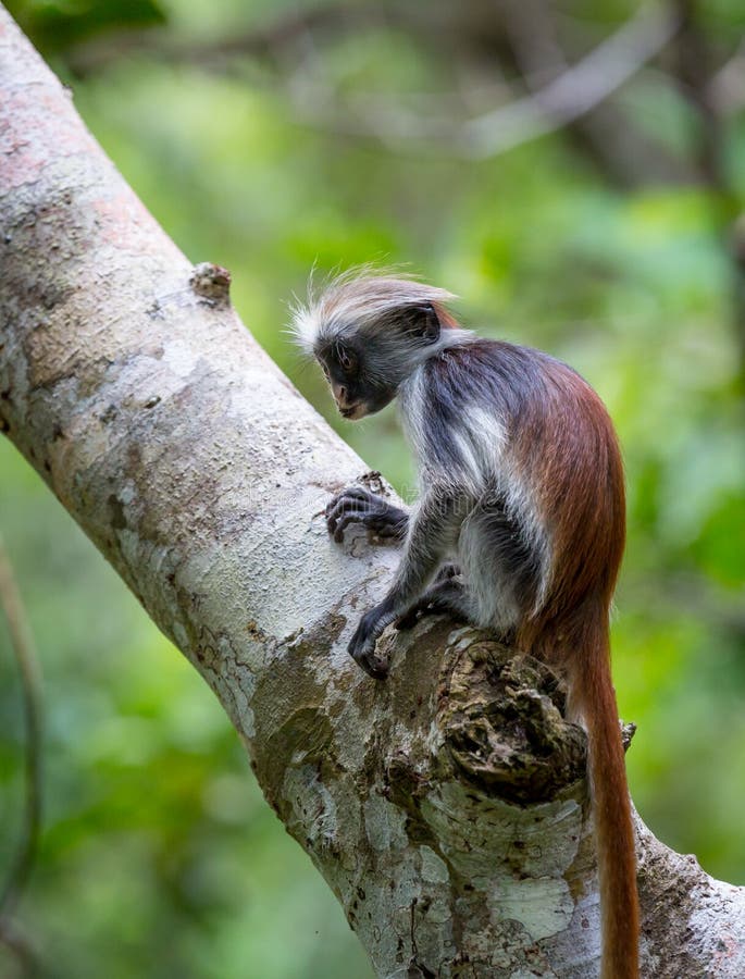 Young Red Colobus monkey in forest, Zanzibar. Red face monkey stock images, royalty-free photos and pictures
