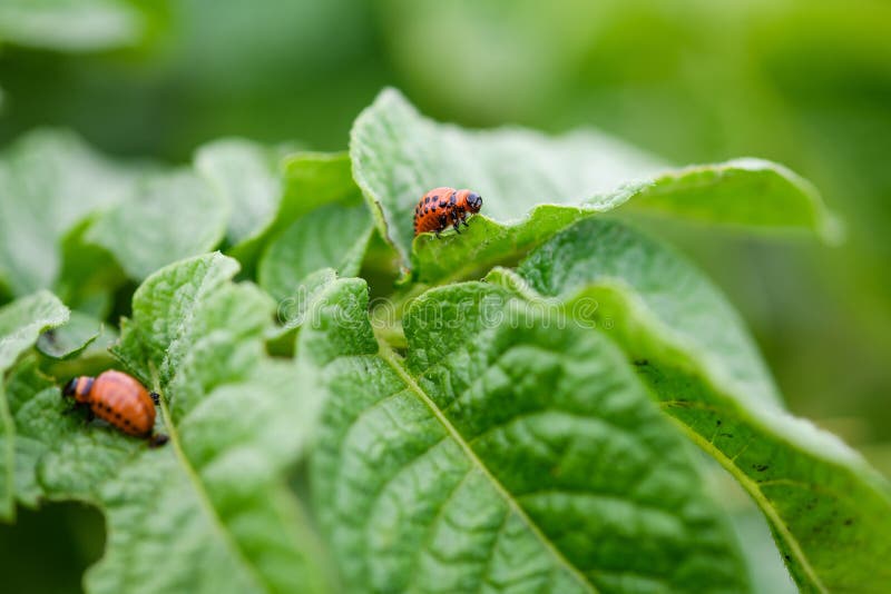 Small Red Colorado Bug On Potato Leaves Stock Photo