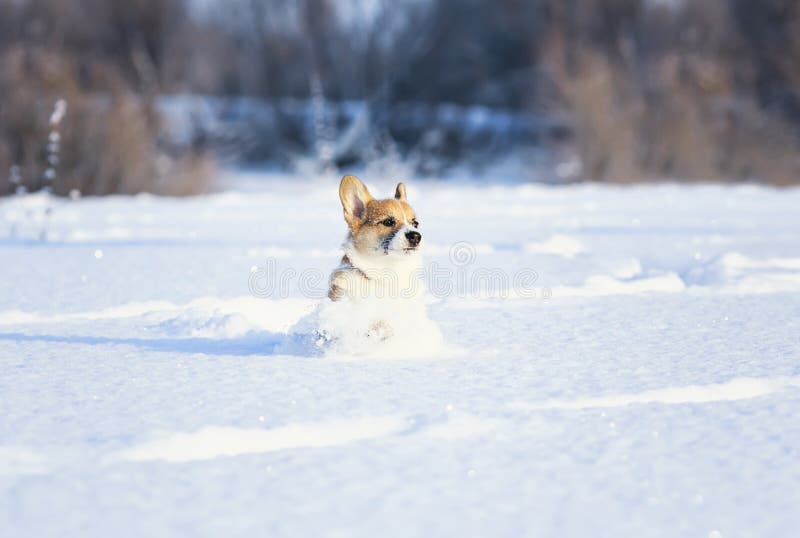 Small red corgi puppy fun runs over a snowy meadow in deep white snowdrifts in winter on a sunny day stock photos Small red corgi puppy fun runs over a snowy meadow in deep white snowdrifts in winter on a sunny day stock photos