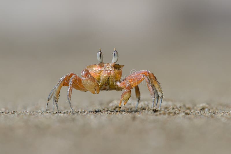 Small red crab walking on the beach royalty free stock photo Small red crab walking on the beach royalty free stock photo