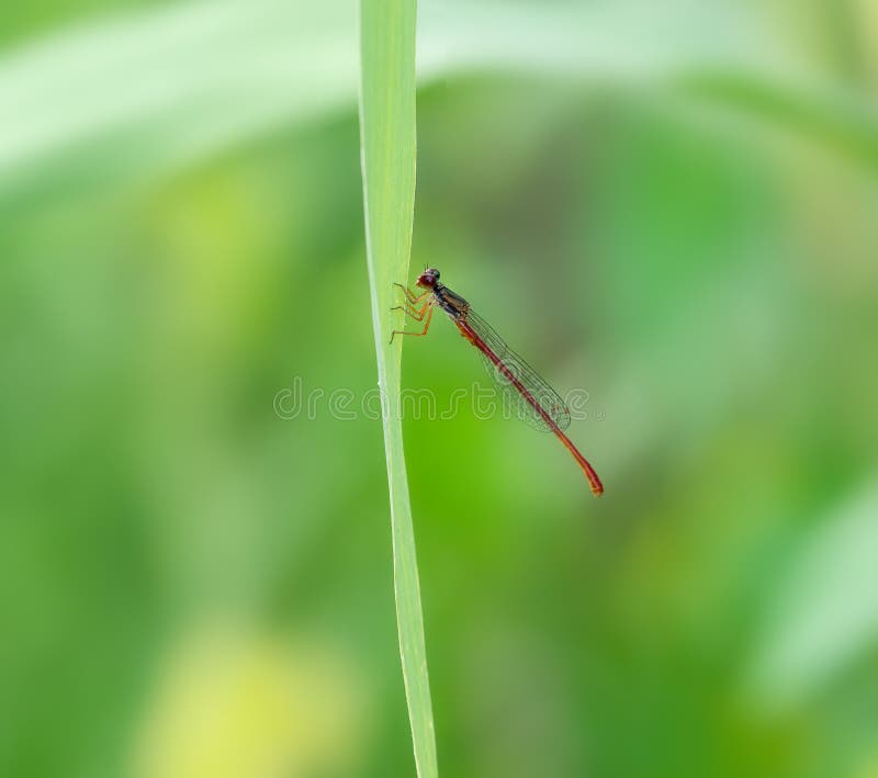 Small Red Damselfly, Ceriagrion tenellum, on blade of grass.