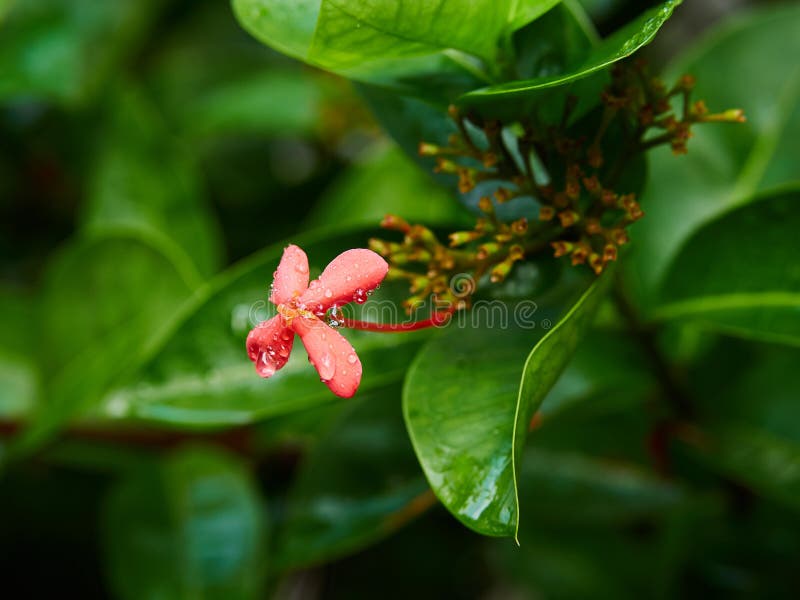 Small Red Flower on the Bushes Stock Image Image of bushes, bush 174265017