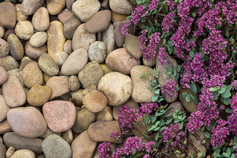 Small red flowers with green leaves. Gray pebbles. For use on a greeting card, poster