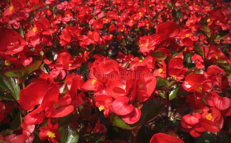 Small red garden flowers on sunny day royalty free stock images Small red garden flowers on sunny day royalty free stock images