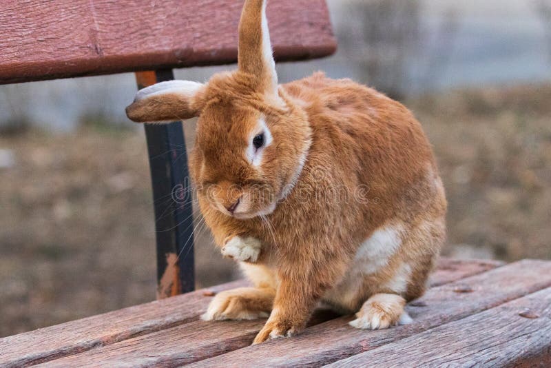 A small, red-haired, fluffy, domestic rabbit sits on a wooden bench on a city street.