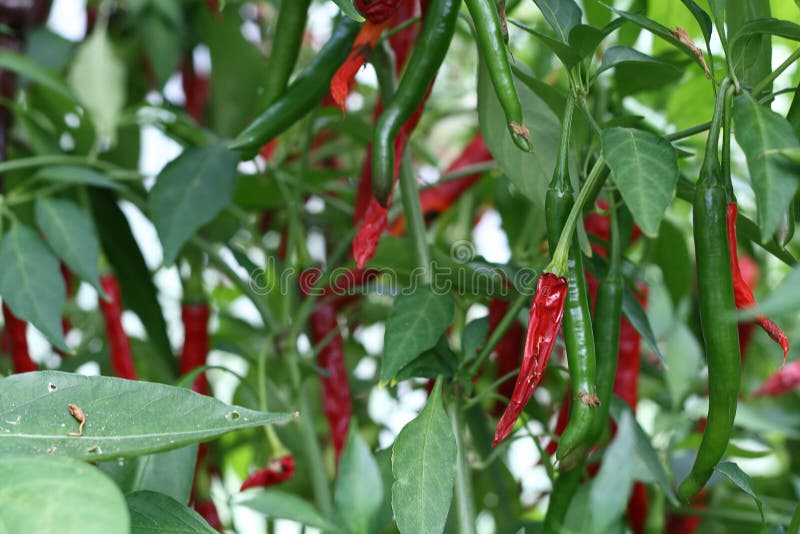 Small red hot chilli pepper