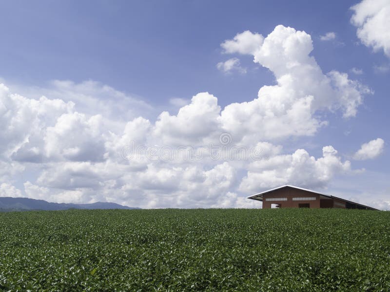 Small Red House and Tea Farm on Many Clouds Background Stock Photo