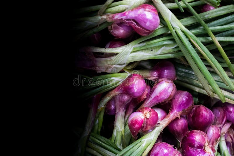 Small Red Onions Shallots Stock Photo 1796207