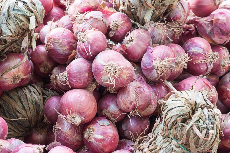 Small Red Onions (shallots) Stock Photo Image of onions, healthul