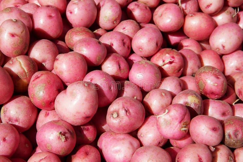 Small Red Potatoes stock image. Image of little, lunch - 15204125