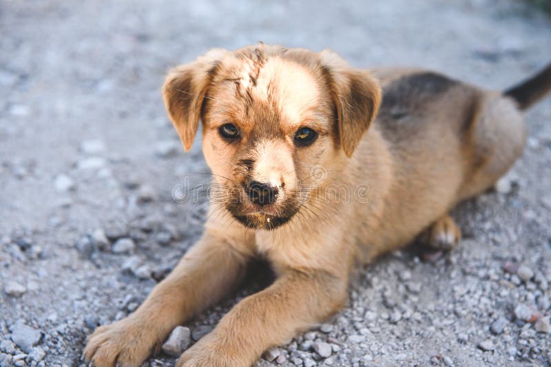 A small red puppy on the street. Homeless animal.