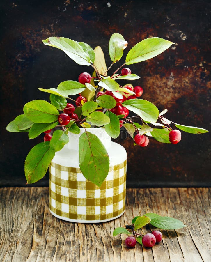 Small red ripe apples Ranetki on green branch stock images Small red ripe apples Ranetki on green branch stock images