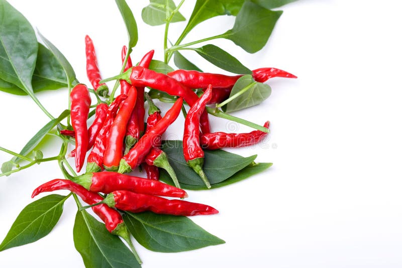 Small red spicy hot chili peppers on plant leaves