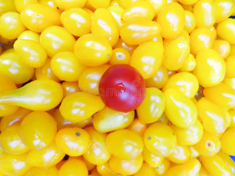 Download Small Red And Yellow Tomatoes In The Dishes Young Tomatoes In A Cup Stock Image Image Of Leaf Nutrition 100998815 Yellowimages Mockups