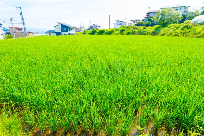 Small Rice Plants Farming Plot Land Japan Houses H Stock Image Image