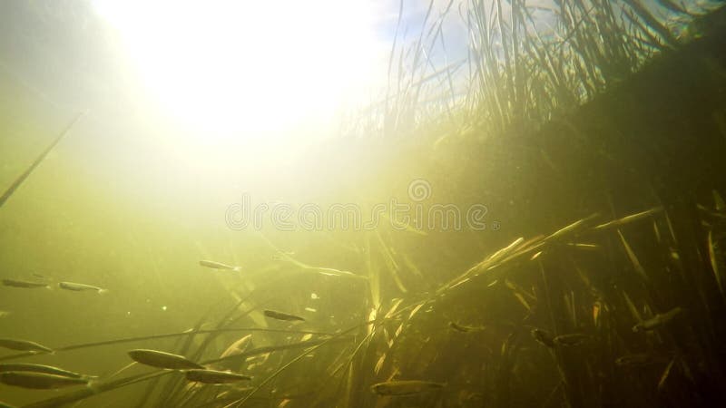 Small river fishes swimming between weed in fresh clean water under summer sun