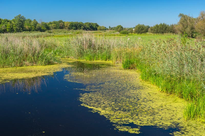 Small river Kolomak and nearest meadow at summer season, Ukraine