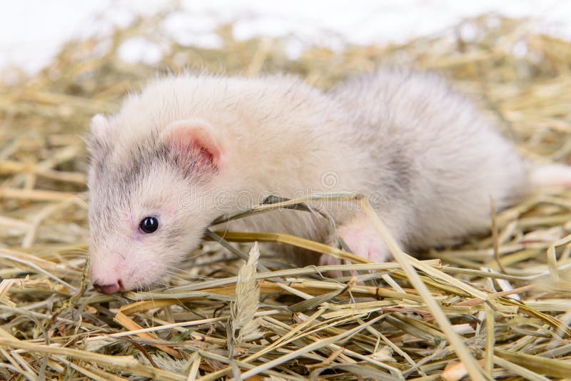 Small rodent ferret stock photo. Image of portrait, fluffy 32095348