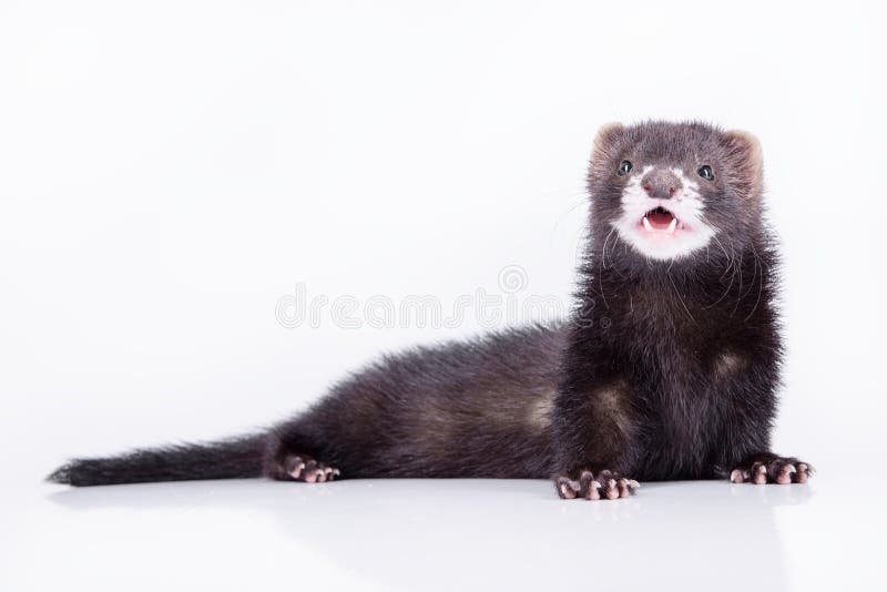 Small rodent ferret stock image. Image of beast, predator 32911863
