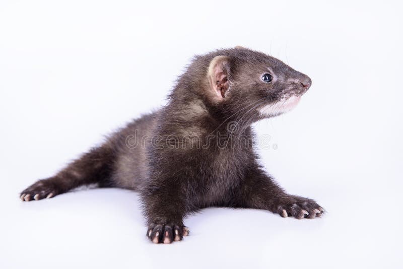 Small rodent ferret stock photo. Image of musteline, nature 32094808