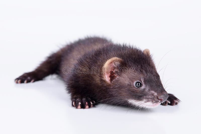 Small rodent ferret stock image. Image of rodent, studio 32772179