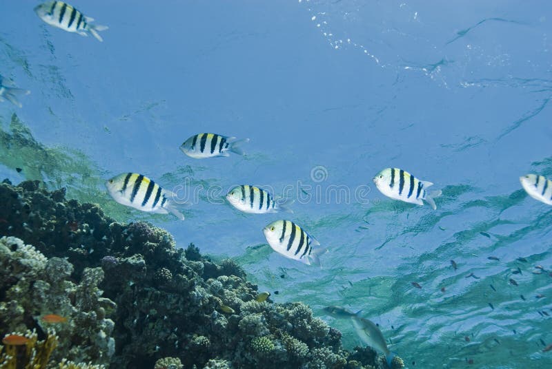 Small school of striped Sergeant major fish.