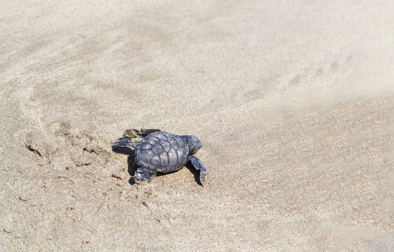 A small sea turtle crawling along the sandy beach towards the ocean to survive