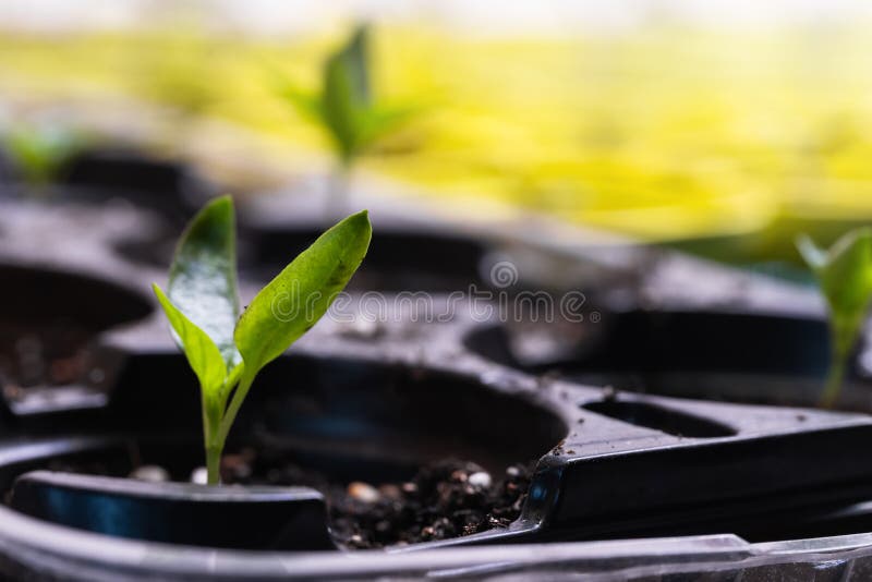 Small Seedling Sprouts Grow in Plastic Pots, Close Up Photo Stock Photo