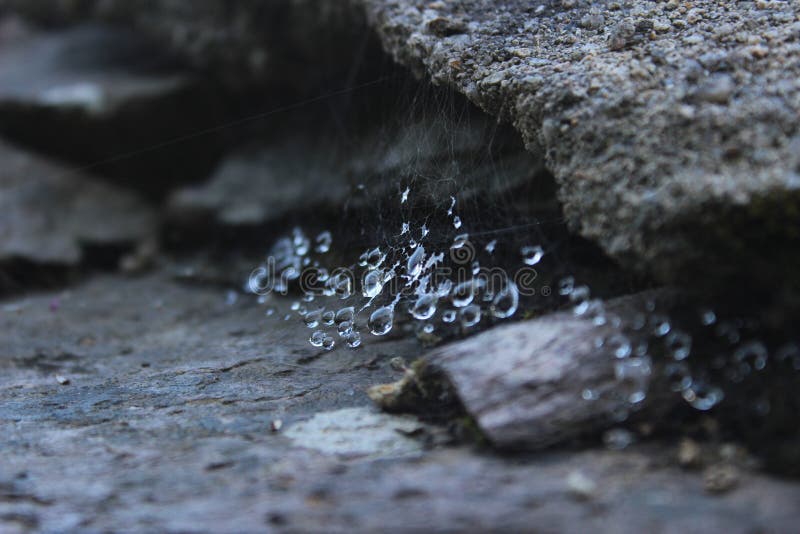 Small shining drops of morning dew on a web in a stone crack