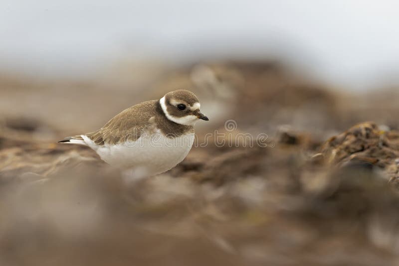A common ringed plover foraging during fall migration on the beach. stock photography
