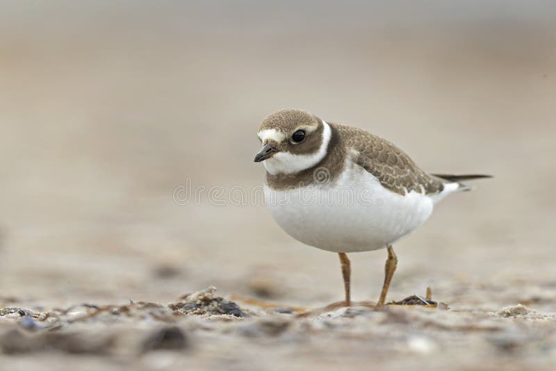 A common ringed plover foraging during fall migration on the beach. stock photos